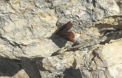 Erebia
