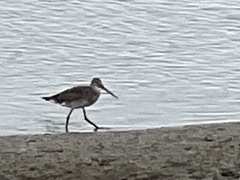 Limosa limosa