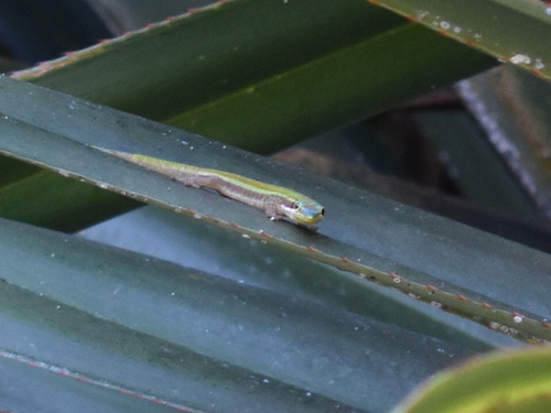 Bluetail Day Gecko