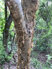 Burseraceae