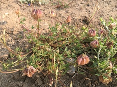 Trifolium productum