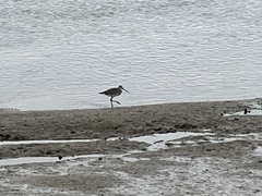 Limosa limosa