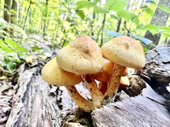 Pleuroflammula multifolia