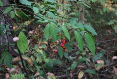 Euonymus verrucosus