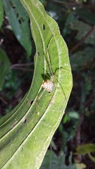 Theridiidae