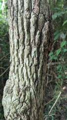 Ehretia dicksonii