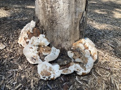 Pseudoinonotus dryadeus