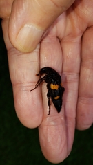 Nicrophorus orbicollis