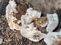 Pseudoinonotus dryadeus