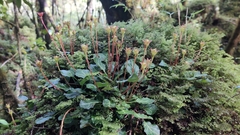 Shortia rotundifolia