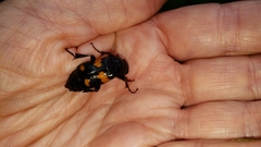 Nicrophorus orbicollis