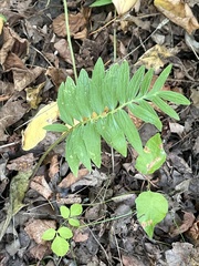 Valeriana officinalis