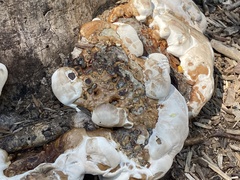 Pseudoinonotus dryadeus