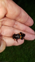 Nicrophorus orbicollis