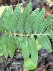 Valeriana officinalis