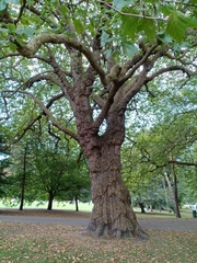 Platanus