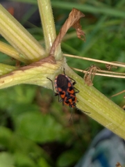 Spilostethus saxatilis