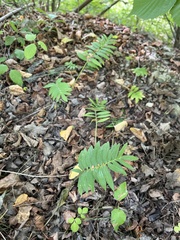 Valeriana officinalis