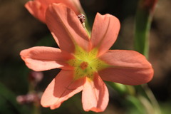 Moraea miniata