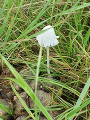 Coprinopsis nivea