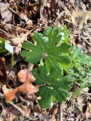 Sanguinaria canadensis