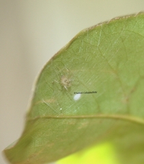 Araneae