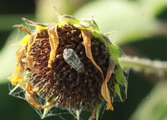 Acmaeodera disjuncta