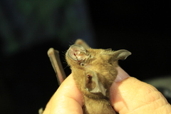 Rhinolophus malayanus