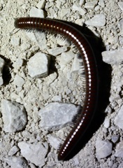 Pachyiulus hungaricus