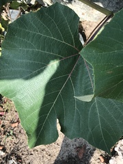 Vitis aestivalis