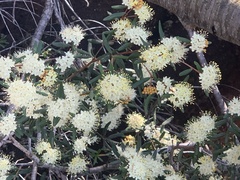 Phebalium squamulosum
