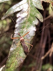 Epidaus sexspinus