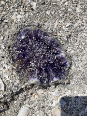 Cyanea lamarckii