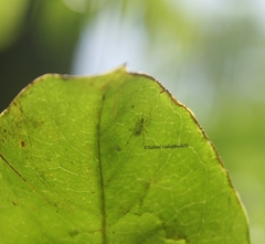 Araneae