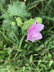 Malva