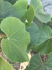 Vitis aestivalis