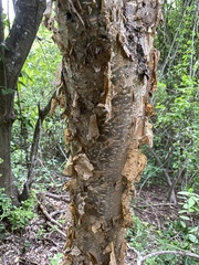 Burseraceae