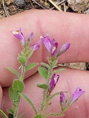 Rhinotropis lindheimeri