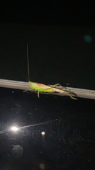 Conocephalus fasciatus