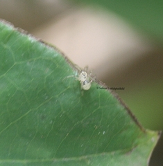 Araneae