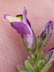 Rhinotropis lindheimeri