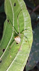 Theridiidae