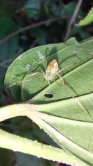 Theridiidae