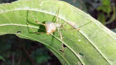 Theridiidae