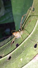 Theridiidae