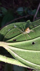 Theridiidae