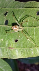 Theridiidae