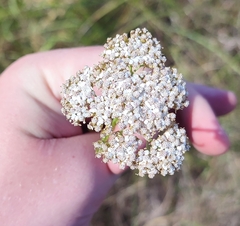 Achillea millefolium