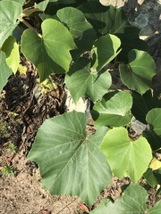 Vitis aestivalis