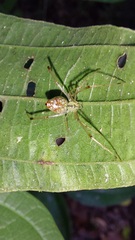 Theridiidae